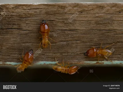 Common pests in Clarksville